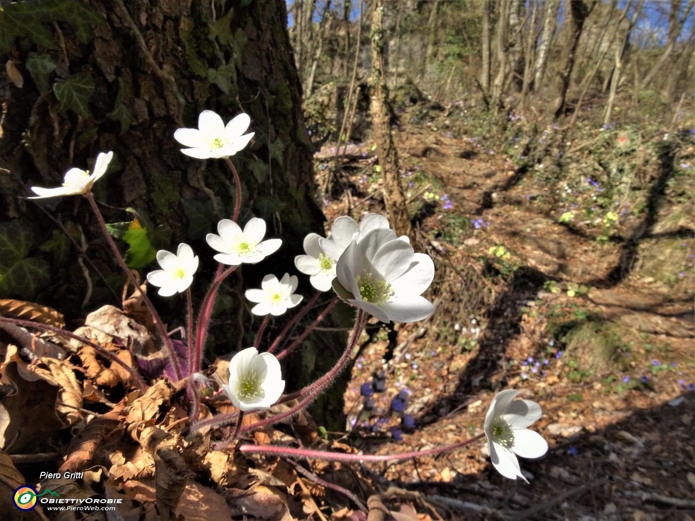 33 Erba trinita bianca (Hepatica nobilis).JPG